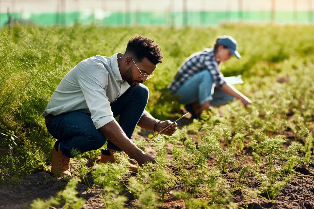 Deux agriculteurs inspectant de jeunes cultures en plein champ