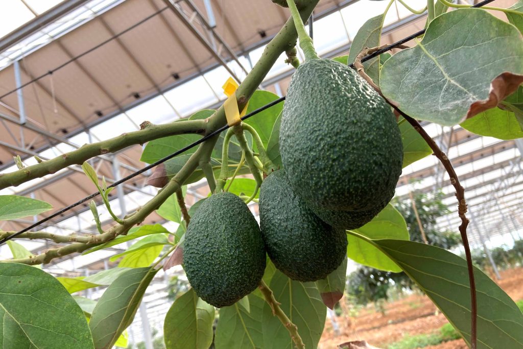 Avocats mûrissant sur l'arbre sous une serre