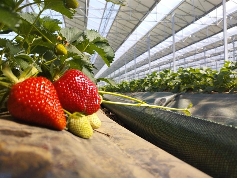 Fraises mûres en culture sous une serre photovoltaïque