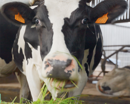 Vache laitière Holstein s'alimentant en stabulation