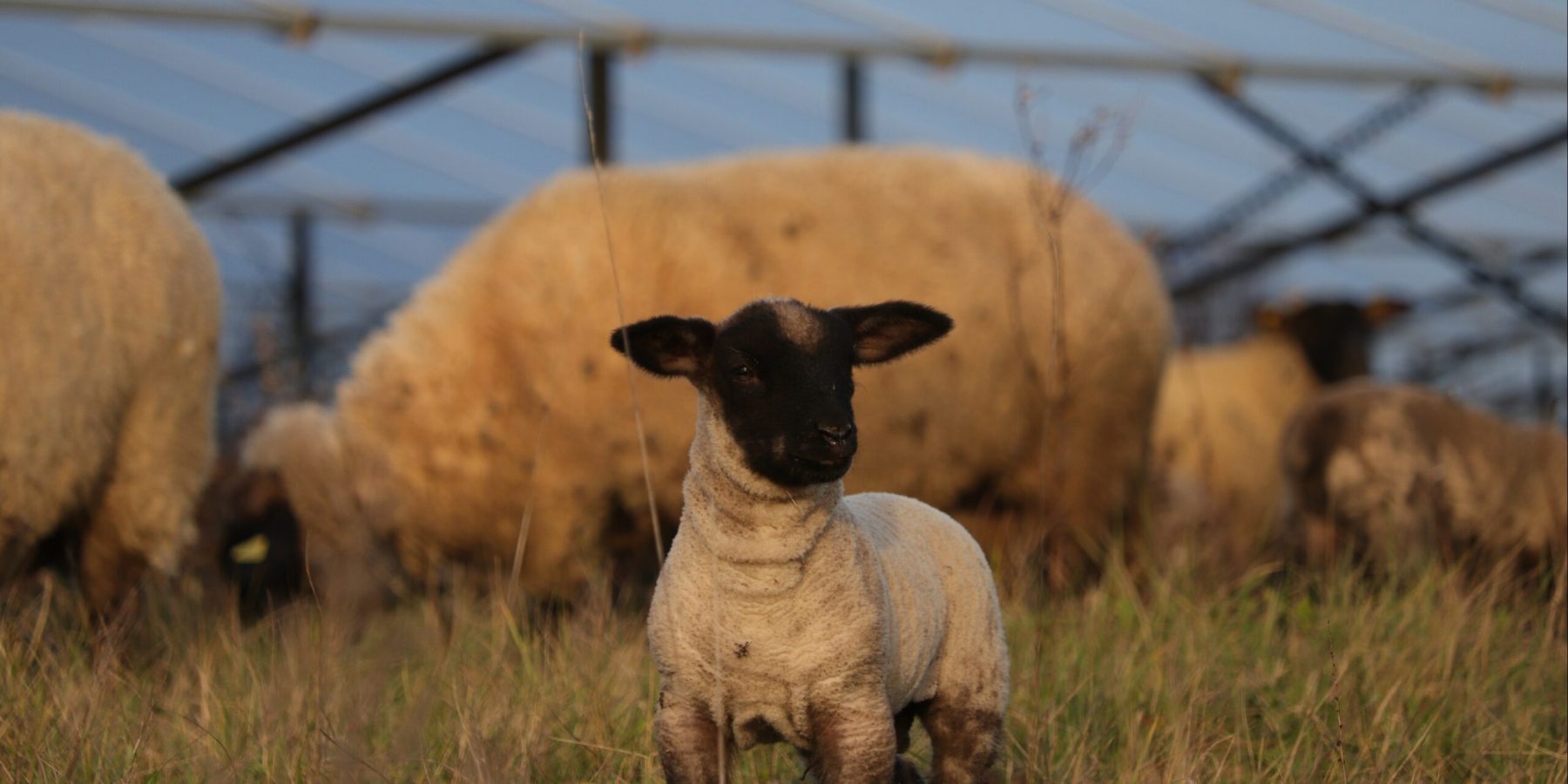 Moutons Buzet 03