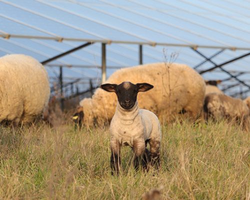 Moutons pâturant sous les panneaux de la centrale de Buzet