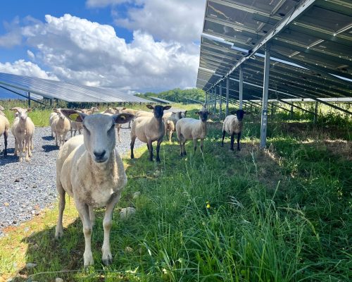 Troupeau de moutons à l'ombre des panneaux d'une centrale solaire