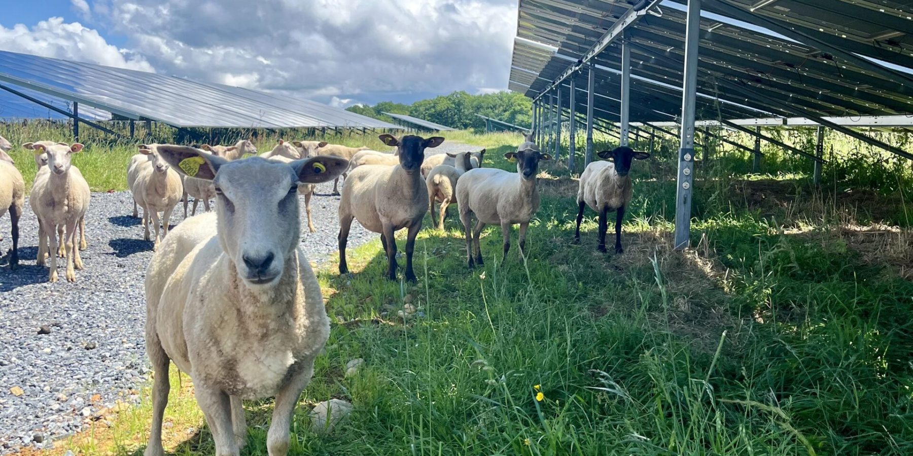 Troupeau de moutons à l'ombre des panneaux d'une centrale solaire