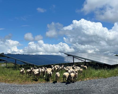 Troupeau de moutons pâturant sous les panneaux d'une centrale solaire au sol