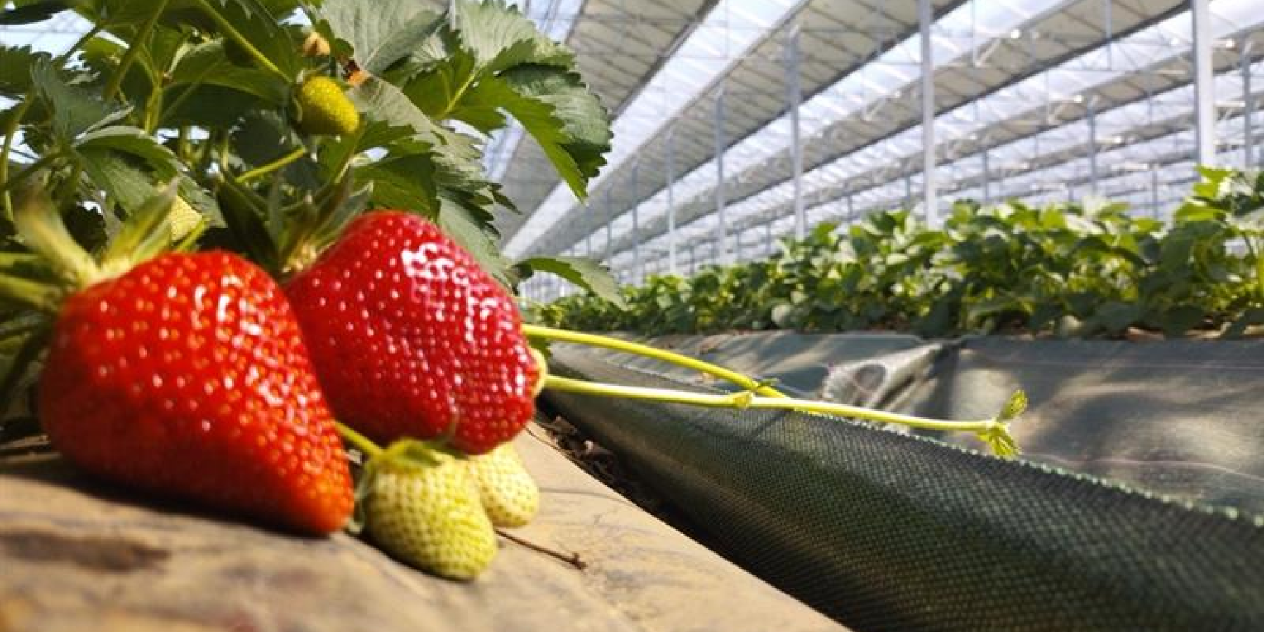 Fraises mûres en culture sous une serre photovoltaïque