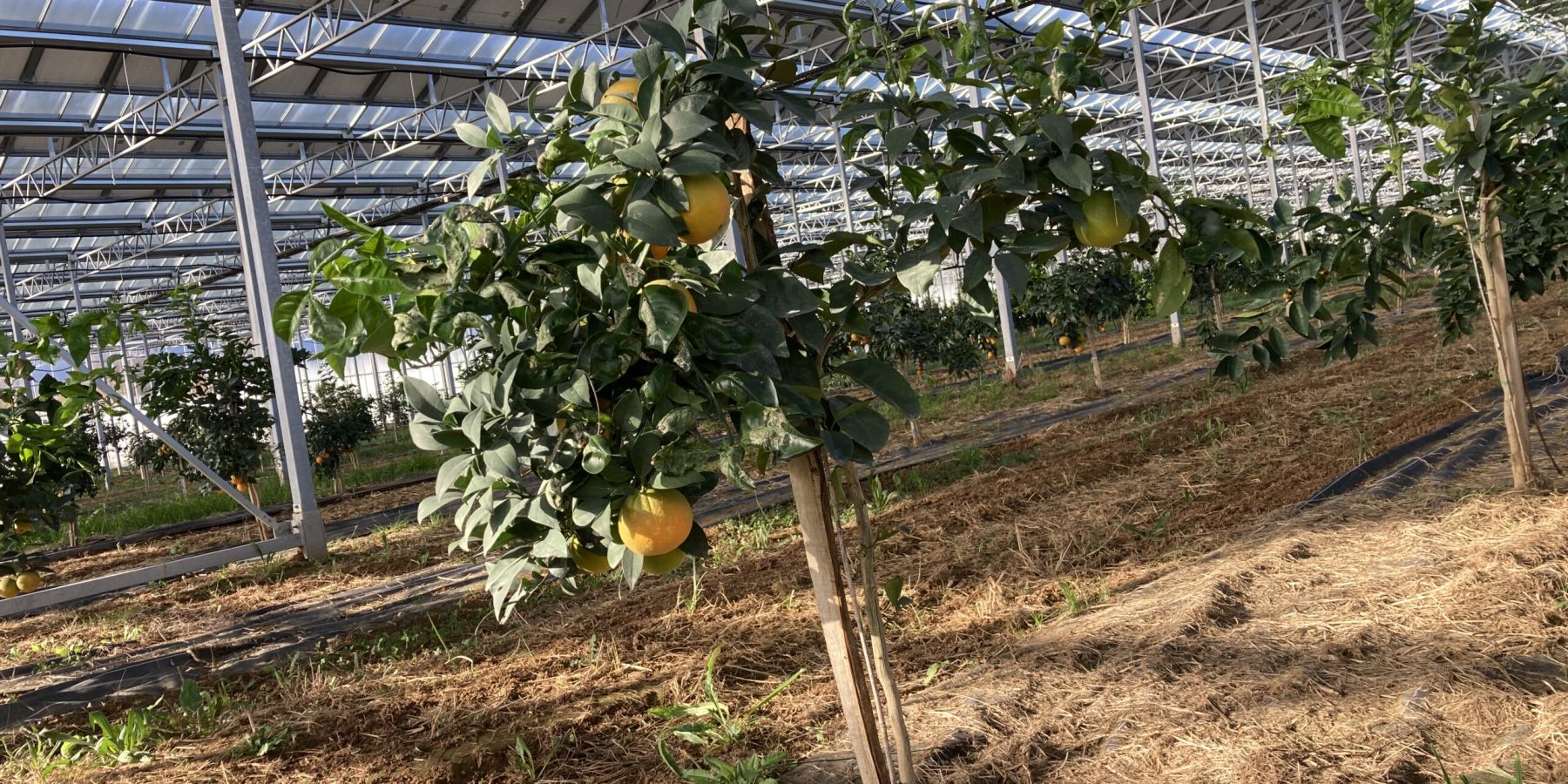 Agrumes mûrs cultivés sous une serre photovoltaïque