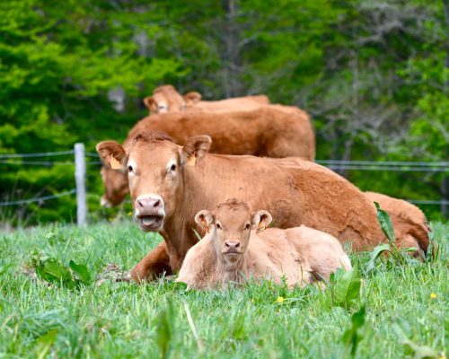 Vaches limousines et leur veau couchés dans une prairie