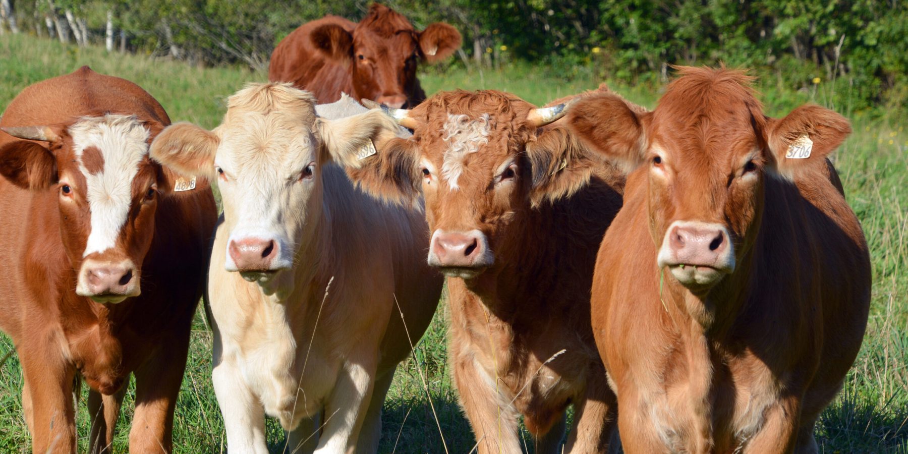 Limousin,Cattle,Are,A,Breed,Of,Highly,Muscled,Beef,Cattle